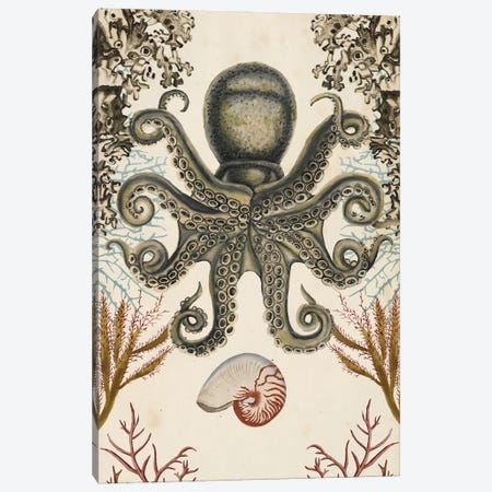 Antiquarian Menagerie: Octopus Canvas Print #NMC184} by Naomi McCavitt Canvas Artwork