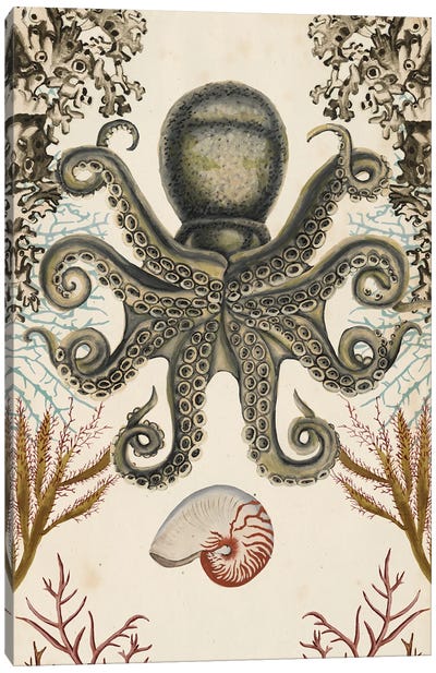 Antiquarian Menagerie: Octopus Canvas Art Print - Naomi McCavitt