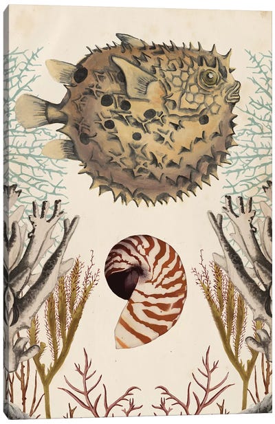 Antiquarian Menagerie: Puffer Fish Canvas Art Print - Sea Shell Art