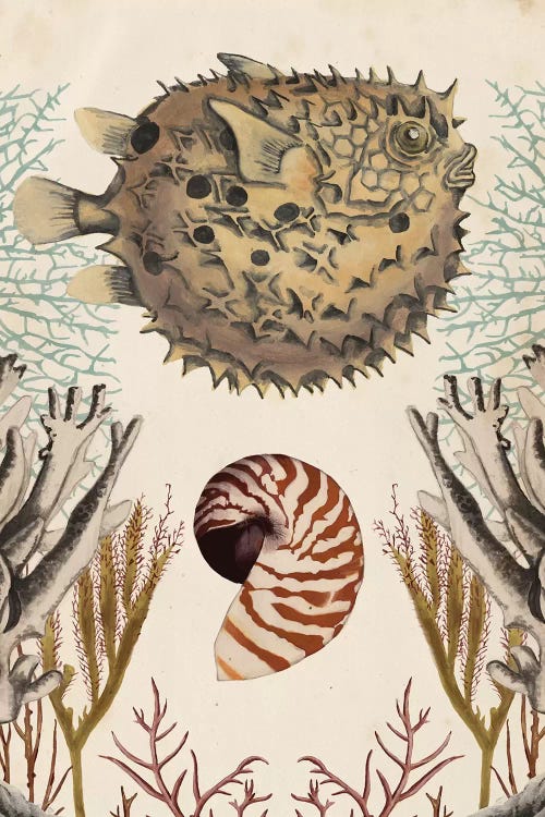 Antiquarian Menagerie: Puffer Fish