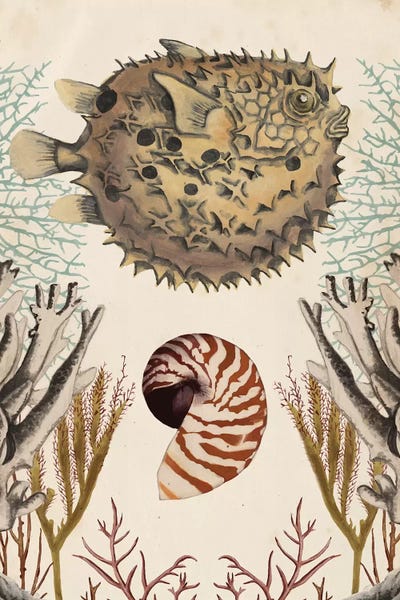 Naomi McCavitt: Antiquarian Menagerie: Puffer Fish by Naomi McCavitt