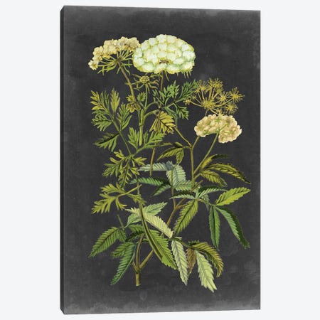 Bookplate Floral I Canvas Print #NMC189} by Naomi McCavitt Canvas Print