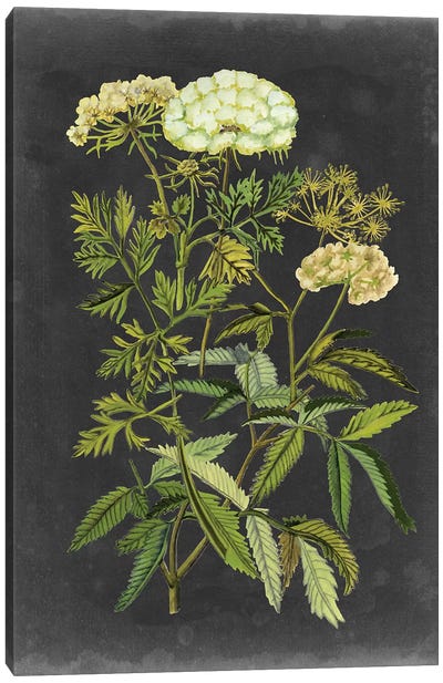 Bookplate Floral I Canvas Art Print