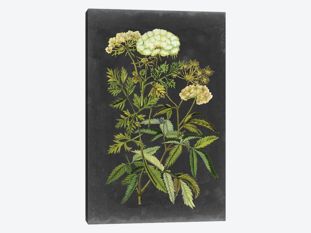 Bookplate Floral I by Naomi McCavitt 1-piece Canvas Wall Art