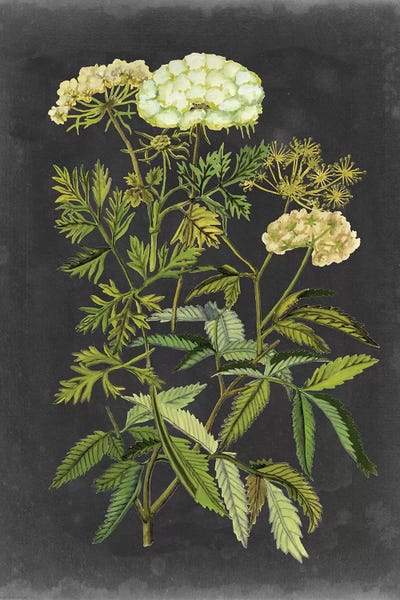 Bookplate Floral I