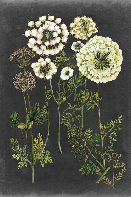 Bookplate Floral II
