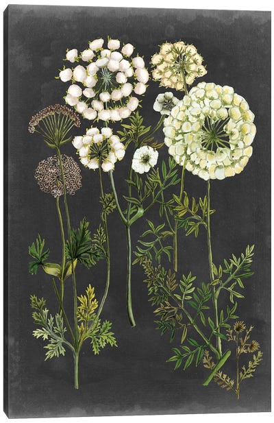 Bookplate Floral II Canvas Art Print - Naomi McCavitt
