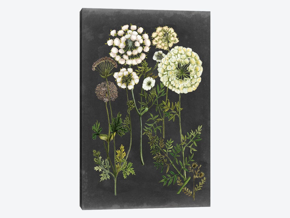 Bookplate Floral II by Naomi McCavitt 1-piece Canvas Wall Art