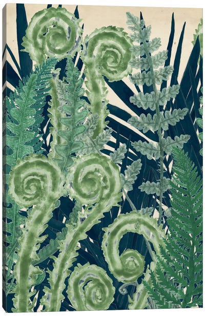 Fiddlehead Waltz I Canvas Art Print - Plant Art