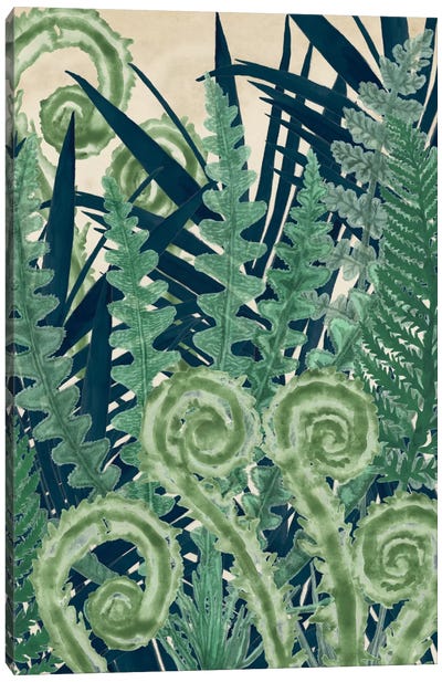 Fiddlehead Waltz II Canvas Art Print - Ferns