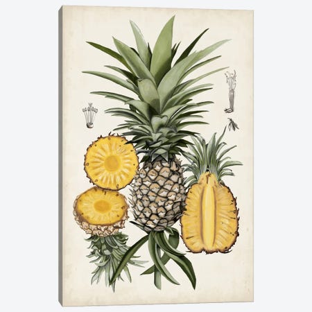 Pineapple Botanical Study I Canvas Print #NMC47} by Naomi McCavitt Canvas Print