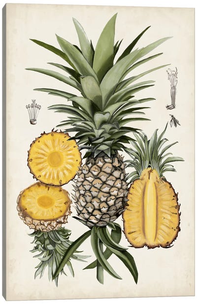 Pineapple Botanical Study I Canvas Art Print - Naomi McCavitt