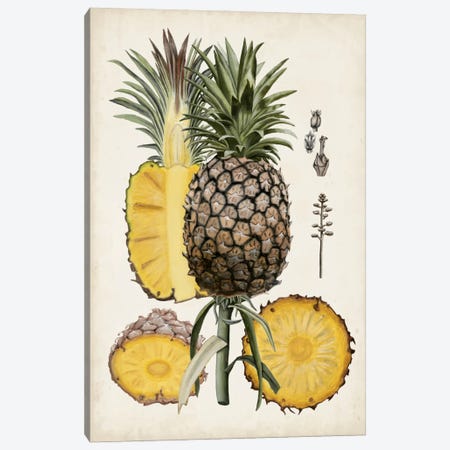 Pineapple Botanical Study II Canvas Print #NMC48} by Naomi McCavitt Canvas Wall Art