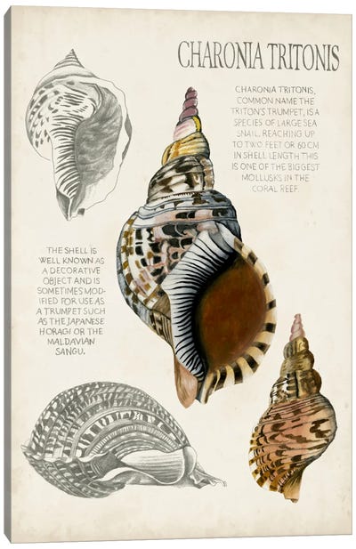 Seashell Field Notes I Canvas Art Print