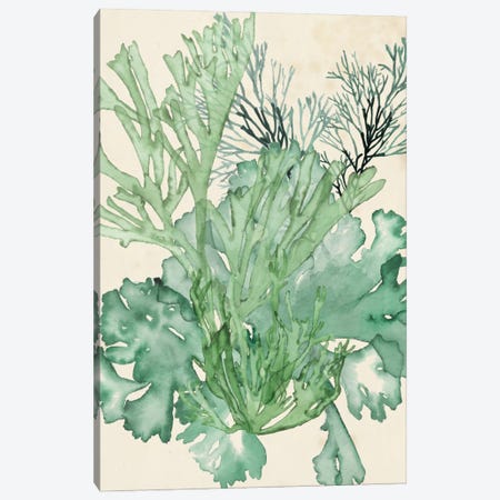 Seaweed Composition II Canvas Print #NMC55} by Naomi McCavitt Canvas Wall Art