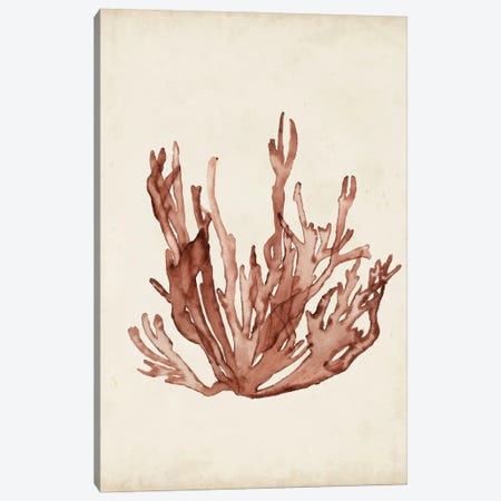 Seaweed Specimens VII Canvas Print #NMC62} by Naomi McCavitt Canvas Art