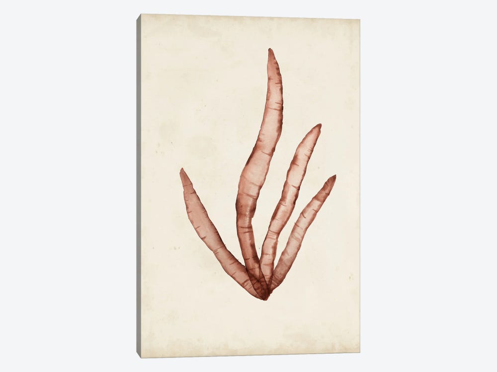 Seaweed Specimens VIII by Naomi McCavitt 1-piece Art Print
