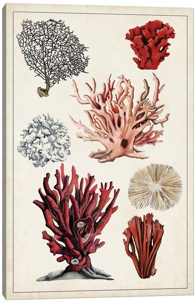 Antique Coral Study I Canvas Art Print