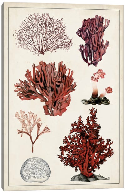 Antique Coral Study II Canvas Art Print - Naomi McCavitt