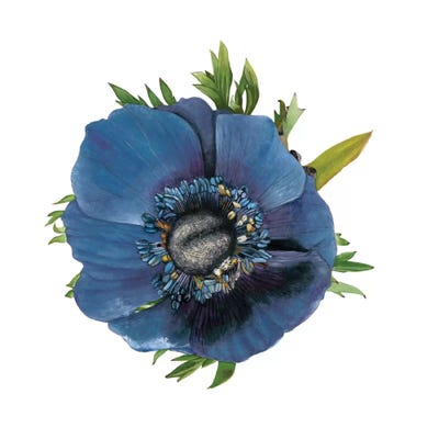 Brighton Blooms III by Naomi McCavitt framed canvas print