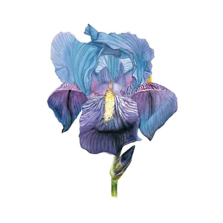 Brighton Blooms IV by Naomi McCavitt wall art