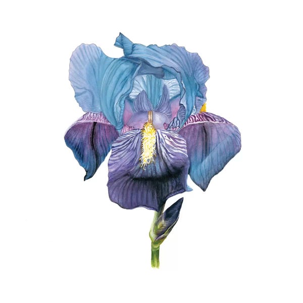 Naomi McCavitt: Brighton Blooms IV by Naomi McCavitt