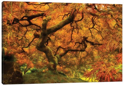 Wild Fire Canvas Art Print - Japanese Maple Trees