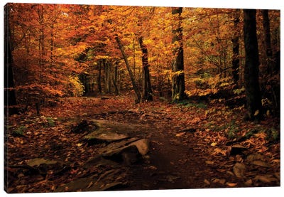 Autumn Path Canvas Art Print - Forest Art
