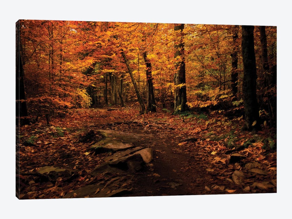 Autumn Path by Natalie Mikaels 1-piece Canvas Print