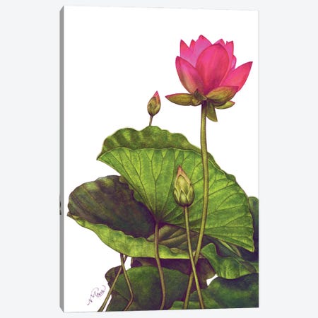 Pink Lotus Canvas Print #NMN13} by Nicola Mountney Canvas Art
