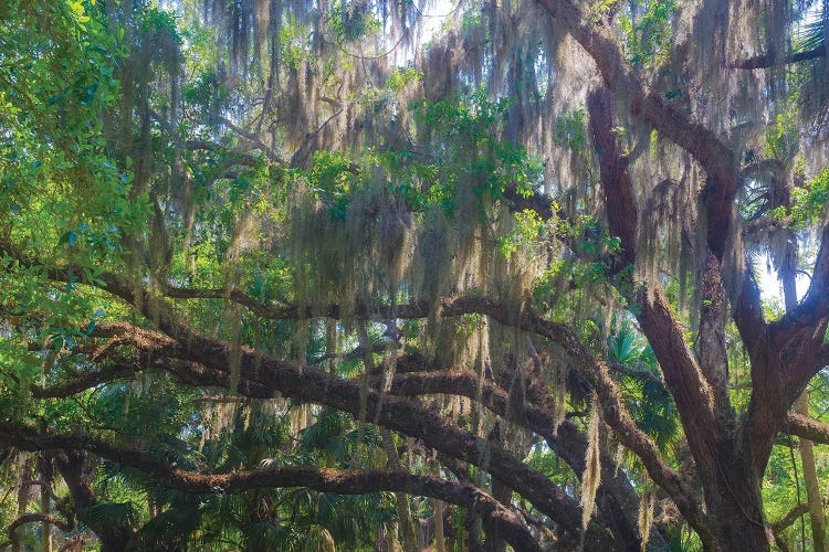 USA, Florida. Tropical garden, living oak with Spanish moss.