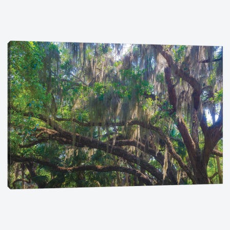 USA, Florida. Tropical garden, living oak with Spanish moss. Canvas Print #NNA29} by Anna Miller Canvas Artwork