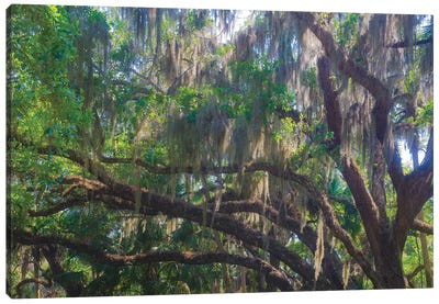 USA, Florida. Tropical garden, living oak with Spanish moss. Canvas Art Print - Oak Tree Art