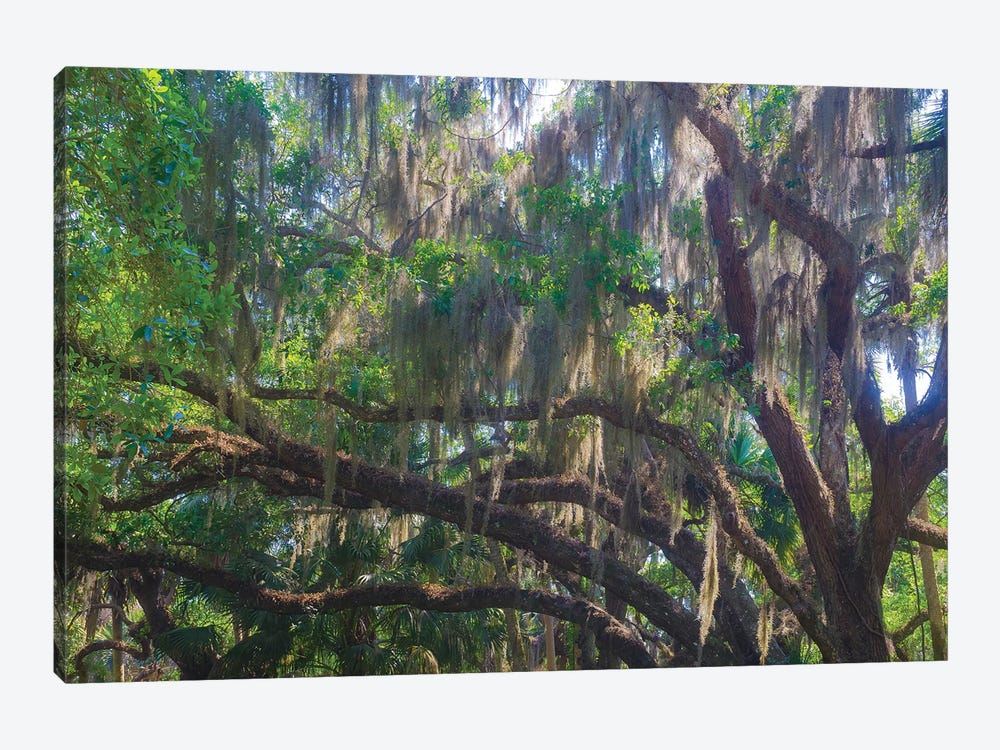 USA, Florida. Tropical garden, living oak with Spanish moss. by Anna Miller 1-piece Canvas Wall Art