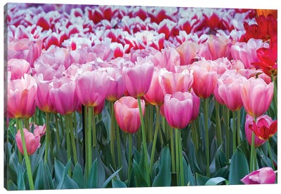 Pink tulips Canvas Art Print - Tulip Art