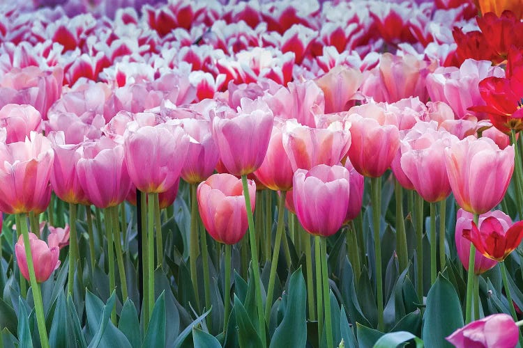 Pink tulips