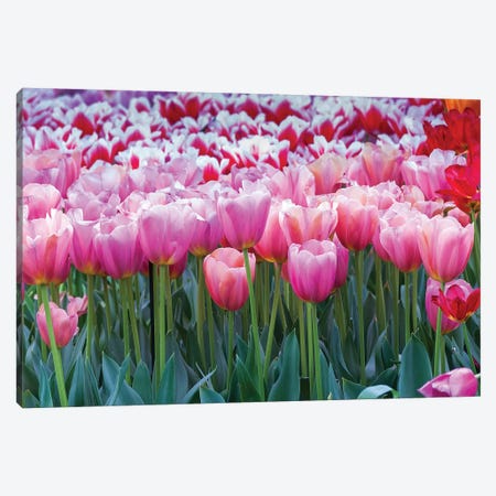 Pink tulips Canvas Print #NNA2} by Anna Miller Canvas Art Print