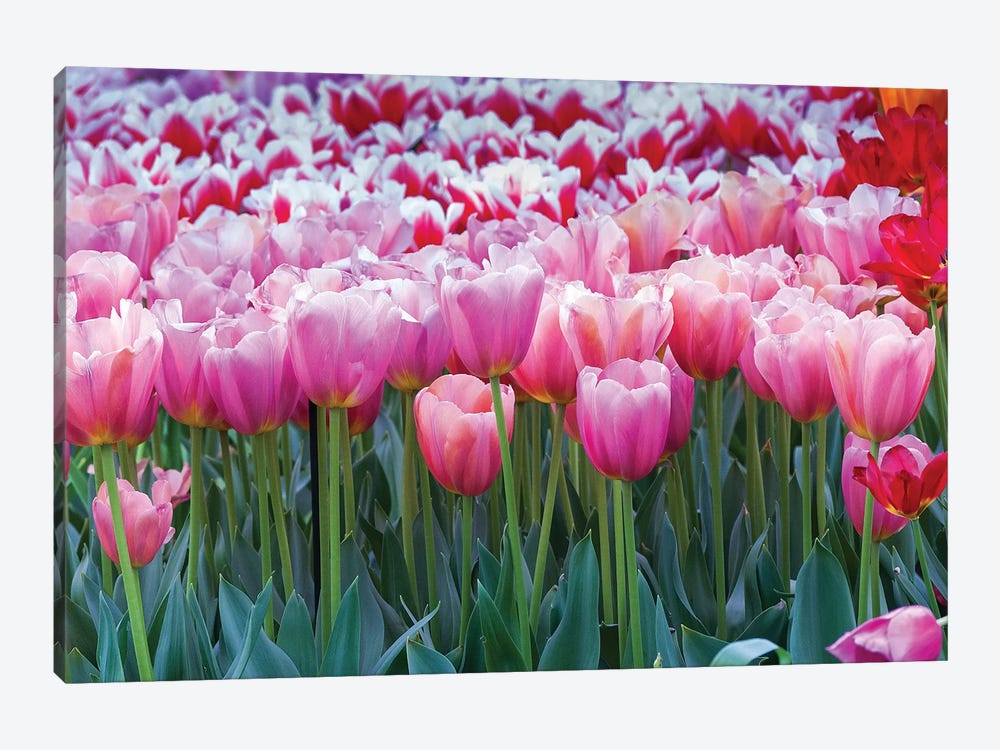 Pink tulips by Anna Miller 1-piece Canvas Art