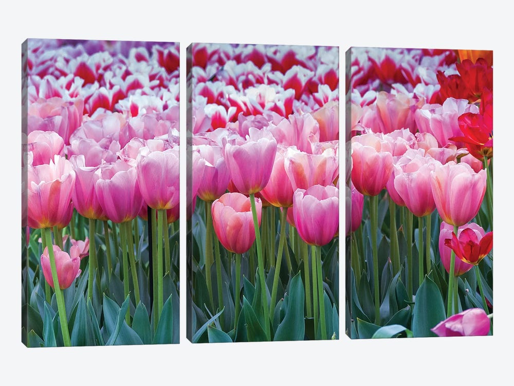 Pink tulips by Anna Miller 3-piece Canvas Wall Art