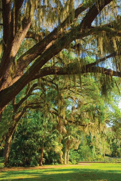 USA, Florida. Tropical garden with palm trees and living oak covered in Spanish moss.