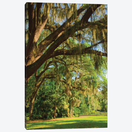 USA, Florida. Tropical garden with palm trees and living oak covered in Spanish moss. Canvas Print #NNA30} by Anna Miller Art Print