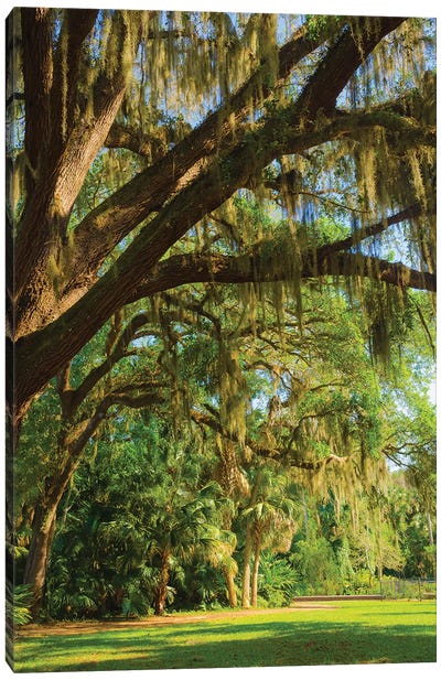 USA, Florida. Tropical garden with palm trees and living oak covered in Spanish moss. Canvas Art Print - Oak Tree Art