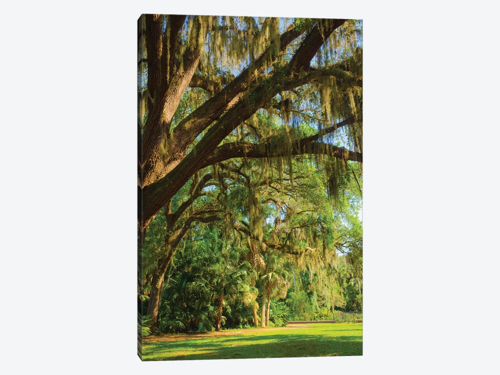 USA, Florida. Tropical garden with palm trees and living oak covered in Spanish moss. by Anna Miller 1-piece Canvas Artwork