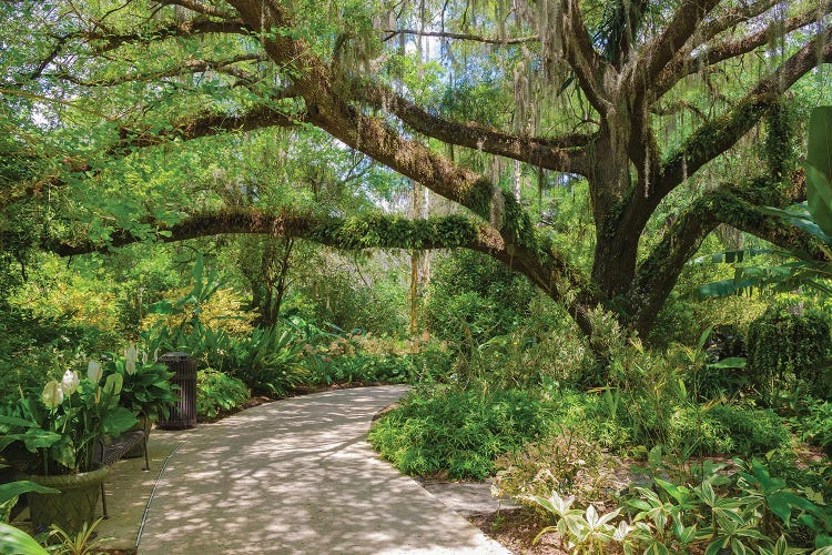 USA, Florida. Tropical garden with palm trees and living oak covered in Spanish moss.