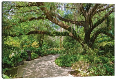 USA, Florida. Tropical garden with palm trees and living oak covered in Spanish moss. Canvas Art Print - Oak Trees