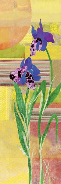 Irises: Iris II by Jenny McGee