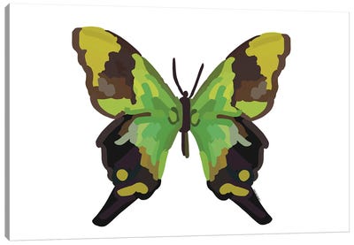 Butterfly Canvas Art Print - Amelia Noyes
