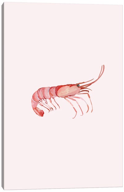 Shrimp Canvas Art Print - Amelia Noyes