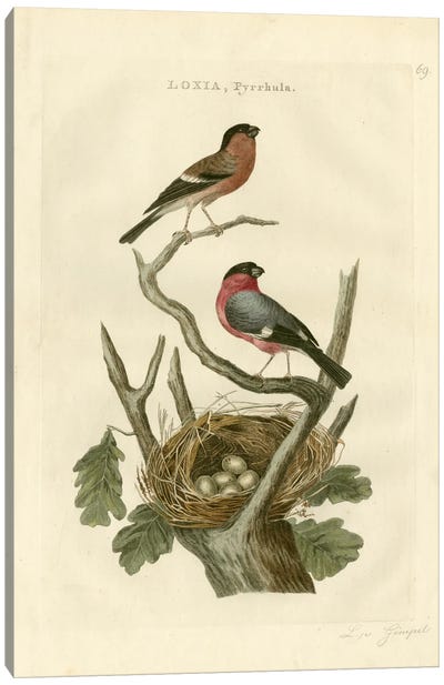 Nozeman Birds & Nests I Canvas Art Print