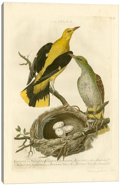 Nozeman Birds & Nests II Canvas Art Print